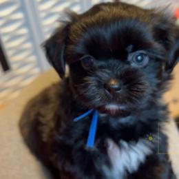 Blue Collar - Sammy - Black and white male Shorkie puppy in Mays Landing, New Jersey from Fancy Paws Shorkies & Shih Tzus