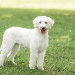 Nola - Goldendoodle