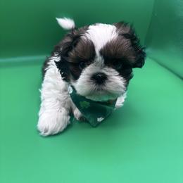 Koda - Tricolor male Shih Tzu puppy in Avondale, Arizona from Riley Family Shih Tzus