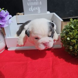 Bulldog Puppies from Mandy Judd