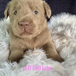 Addi - Silver female Dilute Retriever puppy in Sullivan, Missouri from O’Dell Labs