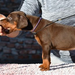 Cavalier King Charles Spaniel and Doberman Pinscher Puppies from HillStone Kennels