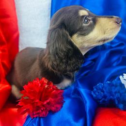 Reba - Chocolate and cream female Dachshund puppy in Mesquite, Texas from AB Dachshund