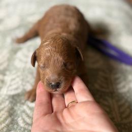 Mable - Red  female Goldendoodle puppy in Hamilton, Alabama from Sweet Doodles of Alabama