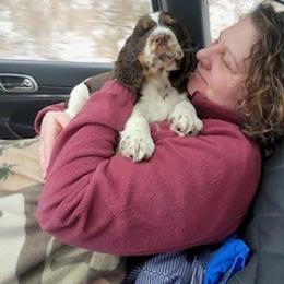 English Springer Spaniel Puppies from Sara's English Springer Spaniels