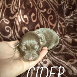 Cider - Red tri female Toy Australian Shepherd puppy in Medical Lake, Washington from MAS Gone Rogue