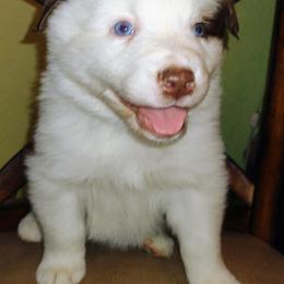 Australian Shepherd Puppies from High Desert Aussies