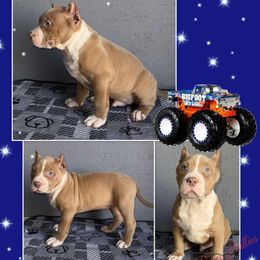 Bigfoot - Red American Bully puppy in El Paso, Texas from PaPaws Gotta Love It Kennels
