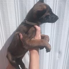 Tan collar - Fawn sable female Belgian Malinois puppy in Marshall, Michigan from McMillan Malinois
