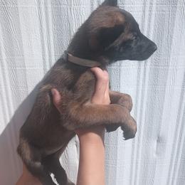 Tan collar - Fawn sable female Belgian Malinois puppy in Marshall, Michigan from McMillan Malinois