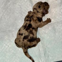 C1 - Dapple male Dachshund puppy in Magnolia, Texas from J&R Macias Dachshunds
