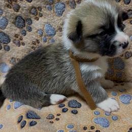 AKC Brown pup - Sable male Pembroke Welsh Corgi puppy in Summerfield, Florida from Promise Land Farm
