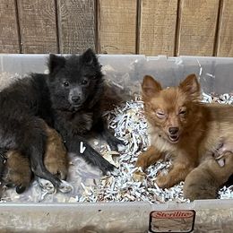 Pomeranians from Lagniappe Pet Services