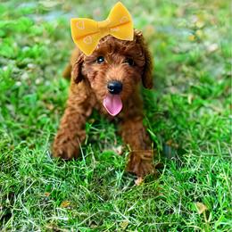 Cockapoo and Goldendoodle Puppies from Boutique Doodles