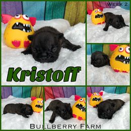 Bulldog Puppies from Bullberry Farm