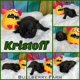 Bulldog Puppies from Bullberry Farm