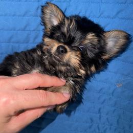 King honey - Black and tan male Yorkshire Terrier puppy in Fort Myers, Florida from Katherine’s Yorkies and Poodles