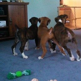 Boxer Puppies from Vintage Boxers