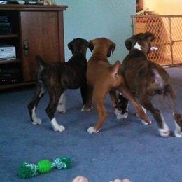 Boxer Puppies from Vintage Boxers
