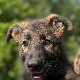 Claudette - Sable female German Shepherd puppy in Winterport, Maine from Vom Stevens Old Fashioned German Shepherds
