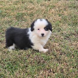 3 white collar girl - Black and tan female Pembroke Welsh Corgi puppy in Harrisburg, Illinois from Parish Corgis