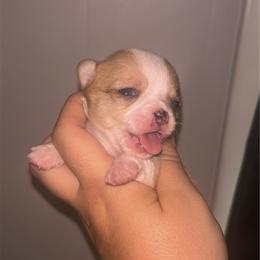 Wasabi - Merle female Chihuahua puppy in New Castle, Delaware from Sasha’s Elite Kennel LLC