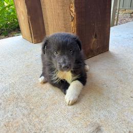 Bi Black Girl - Black and white female Shetland Sheepdog puppy in Shirley, Arkansas from Lucky Pups