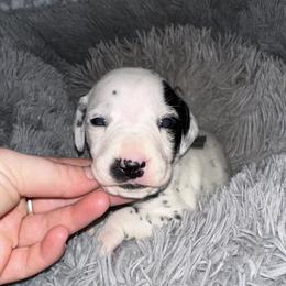 Yeti - White and black male Dalmatian puppy in Travelers Rest, South Carolina from Cotton Top
