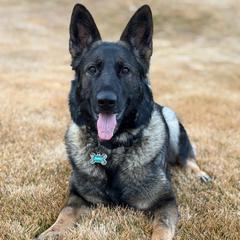 Stormy - German Shepherd