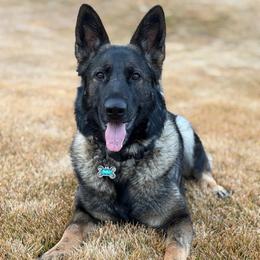 Stormy - German Shepherd