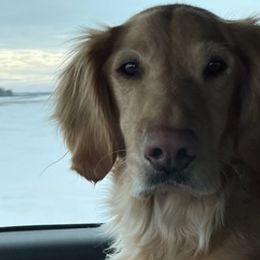 Golden Retrievers from Dakota Timber