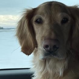 Golden Retrievers from Dakota Timber