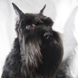 Nita - Miniature Schnauzer