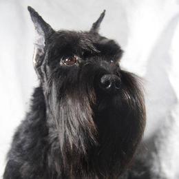 Nita - Miniature Schnauzer