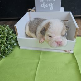 Bulldog Puppies from Mandy Judd