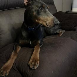 Atlas - Blue and rust male Doberman Pinscher puppy in Mc Cook, Nebraska from Morningstar Kennel