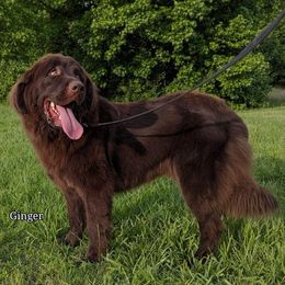 Nori - Brown female Newfoundland puppy in Shepherd, Montana from Rising Hope Kennels