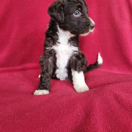 Jade - Sable female Bordoodle puppy in New Oxford, Pennsylvania from The Weekend Farm