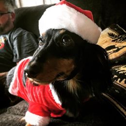 Bo - Dachshund