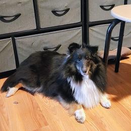 Shetland Sheepdog puppies from K&A Little Wonder's