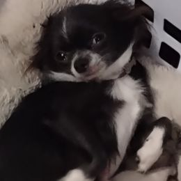 Mercedes  - Chihuahua