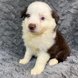 Rocky - Red tri male Miniature Australian Shepherd puppy in Hokes Bluff, Alabama from Alegria Toy Aussies