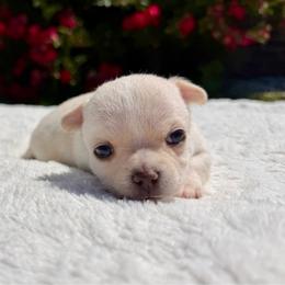 Paige - Cream and white female Chihuahua puppy in Forsyth, Georgia from Brooks Grove Canines LLC