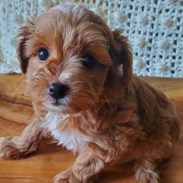 Mr. Maroon - Parti male Schnoodle puppy in Leitchfield, Kentucky from Eveleigh Acres Puppies