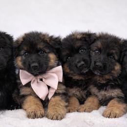 German Shepherds from PAK Shepherds