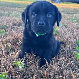 Ridge - Black male Labrador Retriever puppy in Garnett, Kansas from Timberland Creek Labradors