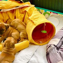 Rhodesian Ridgeback Puppies from Lyonnese Rhodesian Ridgebacks
