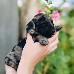 Cavapoo, Goldendoodle, and Golden Retriever Puppies from Canterbury Canines