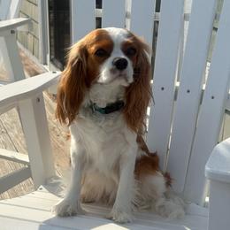 Ginger - Cavalier King Charles Spaniel