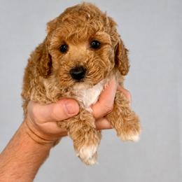 Pierre - Caramel cream male Australian Labradoodle puppy in Aurora, Oregon from Divine Poodles